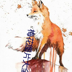 梅花图片大全