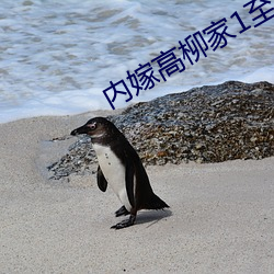 内嫁高柳家1至4集动漫