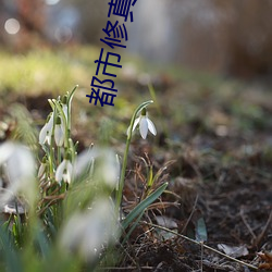都市修真弃少叶辰