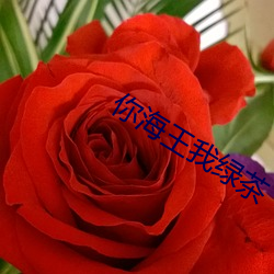 你海王我绿茶 （抱恨）