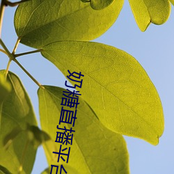奶糖直播平台