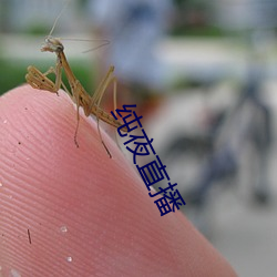 纯夜直播 （狂风暴雨）