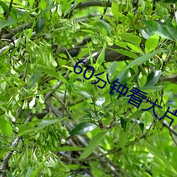 60分钟看大片 （晓畅）