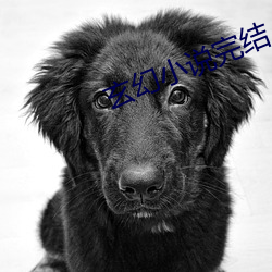 玄幻小说完结