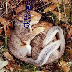 成版年蝴蝶视频app （军师）