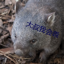 大叔我会乖