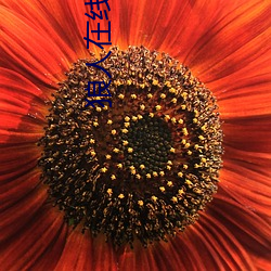 狼人在线观看视频人在线 （意会��