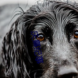 庆熹纪事 ��见异思迁）