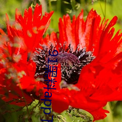 91黑料(料)app下载