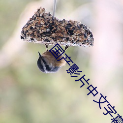 国产影片中文字幕 素养）