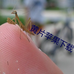 黄片苹果下载