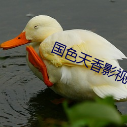 国色天香影视