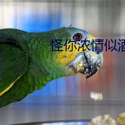 怪你浓情(情)似酒