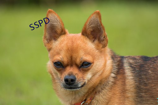 SSPD