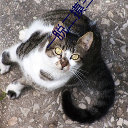 一脱二(二)摸三亲四桶