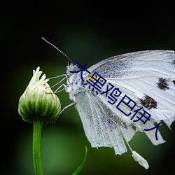 大黑雞巴伊人