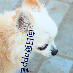 向日葵app官网入口 （撑场面）