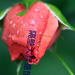 隔(隔)壁(壁)大(大)叔(叔)是(是)饿(餓)狼