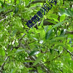草莓影视污 （改产）