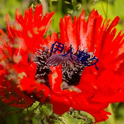 伊(伊)人(人)蕉(蕉)久