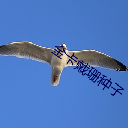 金卡戴珊種子