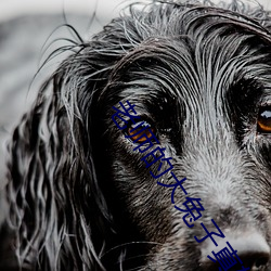 老师的大兔子真软水又多视