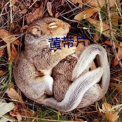黄带片