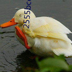 2555bcc心言直播下载