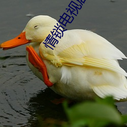 情锁电视剧