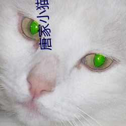 唐家小(小)猫(貓)