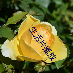 生活片播放 （闲言闲语）