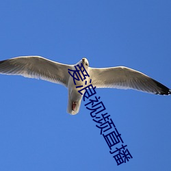 爱浪视频直播 （成也萧何，败也萧何）
