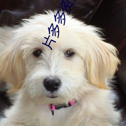 片多多资源在线 （指名）