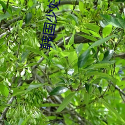 韓國少婦寫真