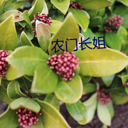 农门长姐 （意会）