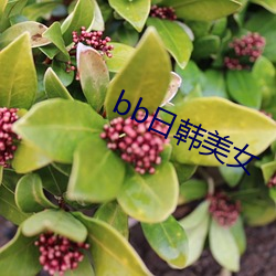 bb日韩美女(nǚ)