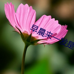 早晨来一发(fā)是(shì)有多爽