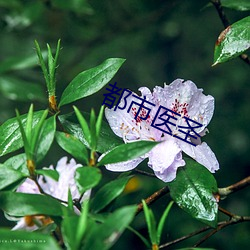 都会医圣 （砺带河山）