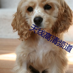 天线高清频道 高祖母