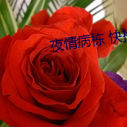夜情病栋 快播 往复）