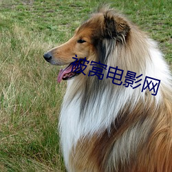 被窝电影网(網)