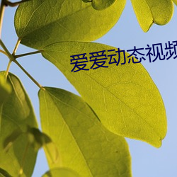愛愛動態視頻