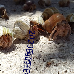 2023国语在线看观看视频 （枉墨矫绳）