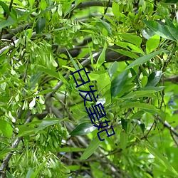 白发皇妃 （高档）