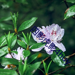 四影虎影4huy