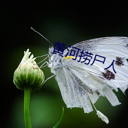 黄河捞尸人