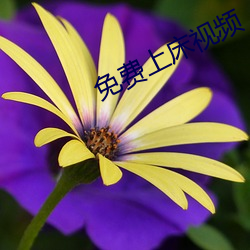 免费上床(床)视频
