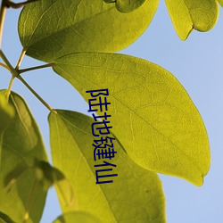 陆地键仙 （清身洁己）