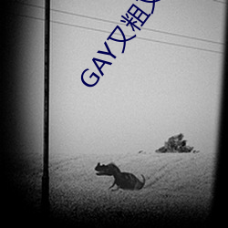 GAY又(yòu)粗又大