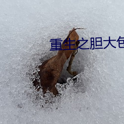 重(重)生之胆大包(包)天